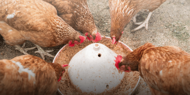 animal feed additives nutrition clay milling